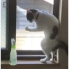 Classicats 8