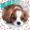Perritos tiernos 6