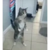Classicats 9