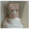 Фотографии кошек 5
