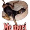 Los Perritos dicen 7