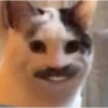 Uwu kittens 3 5
