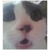 Uwu kittens 3 6