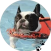 Sweet Dogs 8