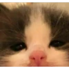 Фотографии кошек 6