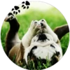 Sweet Dogs 9