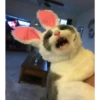 Uwu kittens 3 7