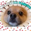 Perritos tiernos 8