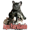 Los Perritos dicen 8
