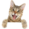 Cat expressions 6