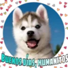 Perritos tiernos 9