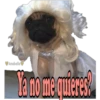 Los Perritos dicen 10