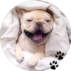 Sweet Dogs 10
