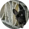 Sweet Dogs 11