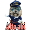 Los Perritos dicen 11