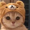 Uwu kittens 3 9
