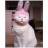 Uwu kittens 3 10