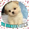 Perritos tiernos 11