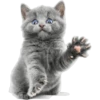 Cat expressions 7