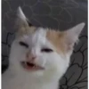 Classicats2 8