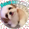 Perritos tiernos 12