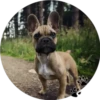 Sweet Dogs 13