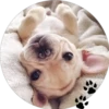 Sweet Dogs 14