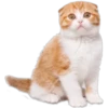 Cat expressions 8