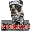 Los Perritos dicen 14