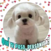 Perritos tiernos 13