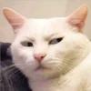 Uwu kittens 3 12