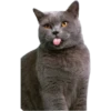 Cat expressions 9