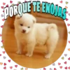 Perritos tiernos 14