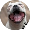 Sweet Dogs 17