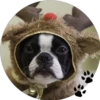 Sweet Dogs 18