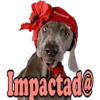 Los Perritos dicen 15