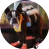 Sweet Dogs 19