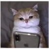 gatos y de más... 13