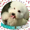 Perritos tiernos 17