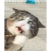 Uwu kittens 3 14