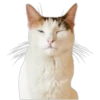 Cat expressions 11