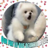 Perritos tiernos 18