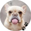 Sweet Dogs 20