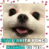 Perritos tiernos 19