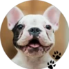 Sweet Dogs 21