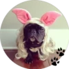 Sweet Dogs 22