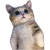 Cat expressions 12