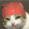 Uwu kittens 3 16
