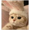 Uwu kittens 3 17