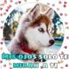 Perritos tiernos 21